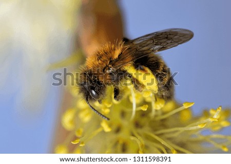 Gwynne's mining bee
