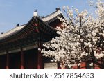 Gyeongbokgung Palace, Seoul, Jongno District, South Korea, in a spring sunny day, exterior view of main Korean royal palace in Cherry Blossom season, with Bugaksan mountain in the background