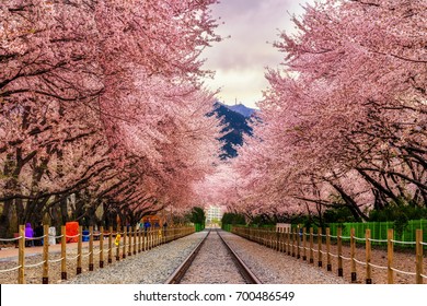 Gyeonghwa Station During Sakura Blossom Festival In Jinhae.