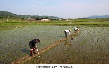 24,642 Korea Farm Images, Stock Photos & Vectors | Shutterstock