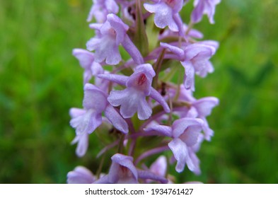 Gymnadenia conopsea, the fragrant orchid or chalk fragrant orchid. Purple orchid flower on a mountain meadow.