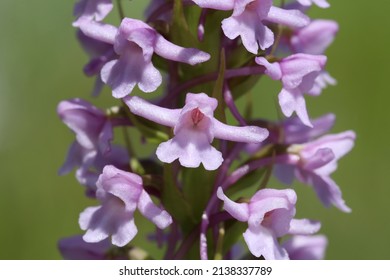 Gymnadenia conopsea, Fragrant Orchid, Orchidaceae. Wild plant shot in summer.