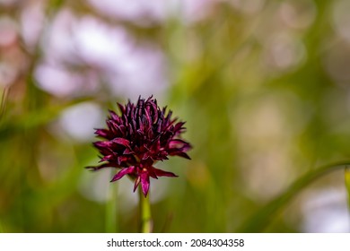 Gymnadenianigra flower growing in field