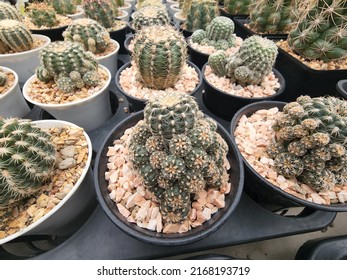 Gymnocalycium Bruchii is a cold-tolerant cactus with green stems and white hairy spines.