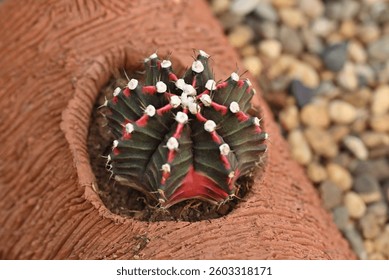 Gymnocalycium cactus. Vibrant and colorful popular succulent cactus, The stem is round-shaped and has sharp spines. Ornamental plants for decoration in the rock garden or home decor.