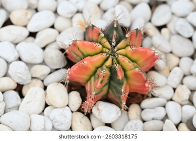 Gymnocalycium cactus. Vibrant and colorful popular succulent cactus, The stem is round-shaped and has sharp spines. Ornamental plants for decoration in the rock garden or home decor.
