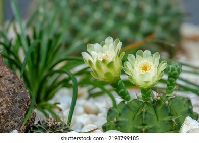 Gymnocalycium Mihanovichii. Beautiful Small Cactus Flower Blooming In House Plant Nature Green Background. White Floral Bloom Gymnocalycium Cactus Succulent.