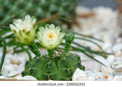 Gymnocalycium Mihanovichii. Beautiful Small Cactus Flower Blooming In House Plant Nature Green Background. White Floral Bloom Gymnocalycium Cactus Succulent.