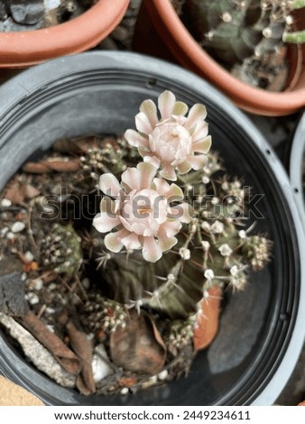 Gymnocalycium mihanovichii Cactus white flower P.4