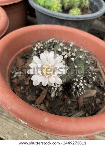 Gymnocalycium mihanovichii Cactus white flower