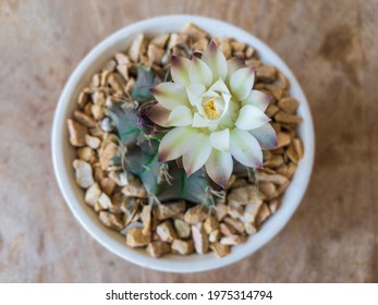 Gymnocalycium Mihanovichii Chin Cactus Bloom Top View