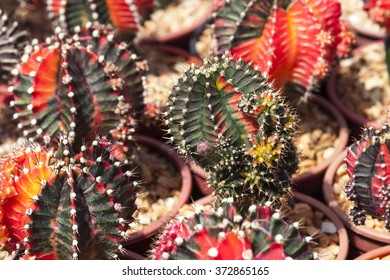 gymnocalycium mihanovichii mint chocolate cactus