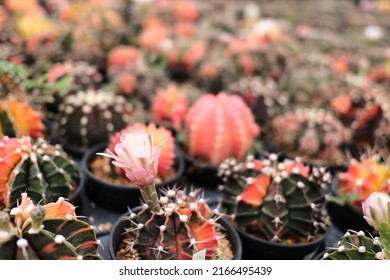 Gymnocalycium Mihanovichii Variegated Chin Cactus