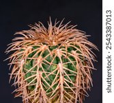 Gymnocalycium spegazzinii - prickly cactus with yellow spines in collection, Ukraine