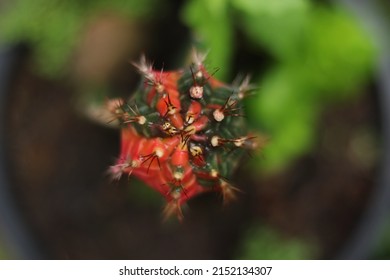 Gymnocalycium variegated with dark green-red grafted on Hylocereus undatus. Top view is shape of star desert plant. Black pearl cactus with small offshoots among thorns for garden, collector, farm. - Shutterstock ID 2152134307