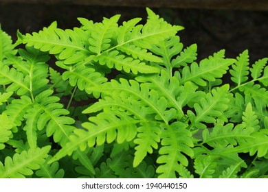 Gymnocarpium Dryopteris plumosum for wallapaper