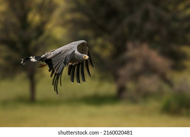 Gymnogene or African Harrier Hawk in flight in the Kgalagadi, South Africa