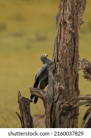 Gymnogene or African Harrier Hawk in the Kgalagadi, South Africa