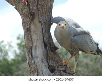 Gymnogene Or African Harrier Hawk On Tree