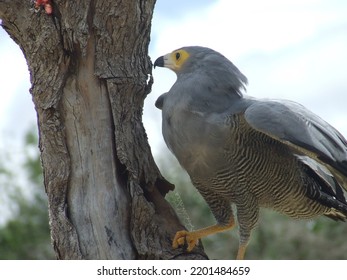 Gymnogene Or African Harrier Hawk On Tree