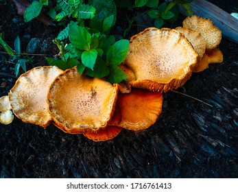 Gymnopilus Junonius Is A Species Of Mushroom In The Family Cortinariaceae.