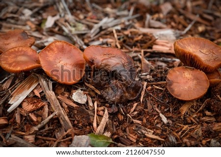 A Gymnopilus  mushroom decomposing and breaking down among wood mulch in a forest.