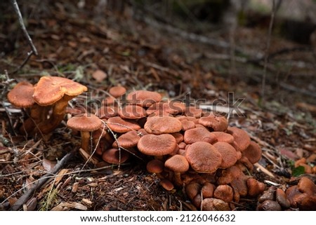 Gymnopilus mushrooms all nestled together among wood mulch in a forest, surrounded by twigs and soil. 