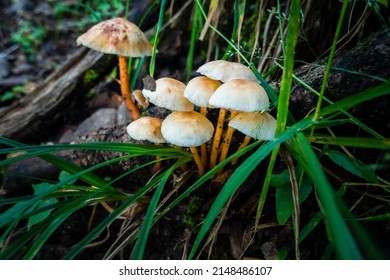 Gymnopus Mushroom growing in the forest of himalayan region in India.