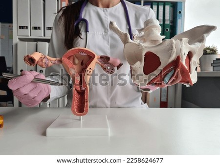 Gynecologist doctor holds model of bones of pelvic floor and anatomy of uterus. Female reproductive system and treatment of diseases in women