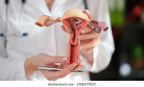 Gynecologist holds artificial model of uterus and pen in hands. Doctor shows structure of female reproductive organs at educational seminar