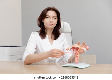 Gynecologist Holds Model Of Female Reproductive System, Doctor Consults Young Woman Patient In Medical Institution.