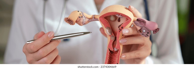 Gynecologist in lab coat points pen to realistic model of uterus and ovaries. Woman demonstrates structure of female reproductive organs conducting lesson