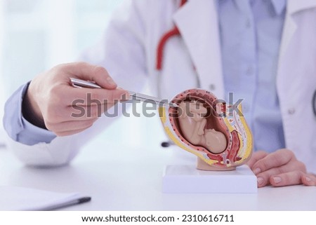 Gynecologist shows human uterus with fetus model in hospital office. Doctor explains pregnancy duration in clinic. Reproductive system study