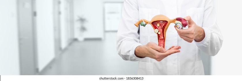Gynecology concept, diagnostic and medical care of gynecological disease. Gynecologist holding anatomical uterine, vagina model with pathologies