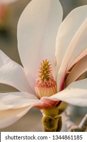 Gynoecium And Stamens Of Magnolia