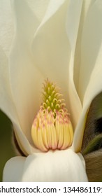 Gynoecium And Stamens Of Magnolia