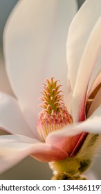 Gynoecium And Stamens Of Magnolia