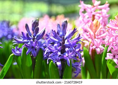 Gynura Aurantiaca, Called Purple Passion Or Velvet Plant, Is A Species Of Flowering Plant In The Daisy Family Asteraceae.