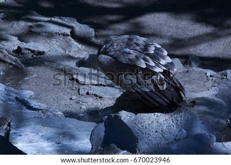 Similar – Image, Stock Photo Dead Dove IV Pigeon Animal