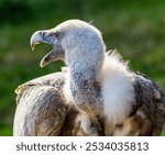 
Gyps is a genus of birds of prey from the subfamily of Old World vultures (Aegypiinae). The species in the genus are all large to very large birds...