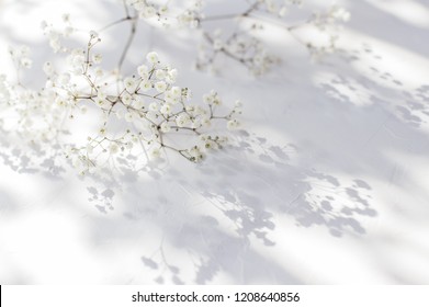Gypsophila Baby breath flowers, light, airy masses of small white flowers on white textured background. Shallow depth of field. Selective focus
