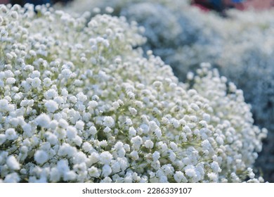 gypsophila, baby's breath, white flower, Gypsophila paniculata, cute flower, baby's-breath white flower