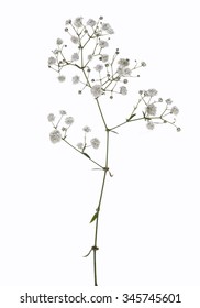 Babys Breath Images Stock Photos Vectors Shutterstock