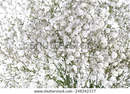 Gypsophila (Baby's-breath flowers), light, airy masses of small white flowers. 