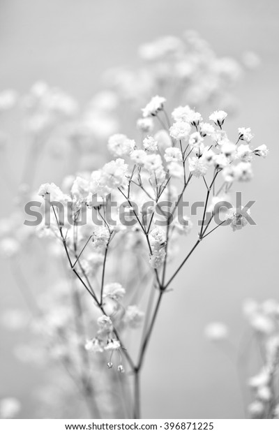 ジプシーソフィラ 赤ちゃんの息の花 小さな白い花の 軽く 風通しの良い塊 白黒の写真 の写真素材 今すぐ編集