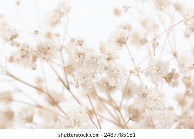 Flores románticas beige Gypsophila