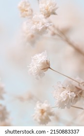 Gypsophila delicada sequedad romántica