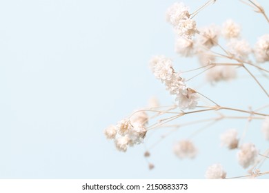 Gypsophila delicate romantic dry little white flowers on light blue background macro with place for invitation text