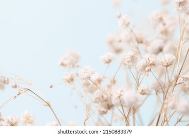 Gypsophila delicate romantic dry little white flowers on light blue background macro