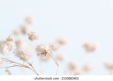 Gypsophila delicate romantic dry little white flowers wedding lovely bouquet on light blue background macro with place for invitation text